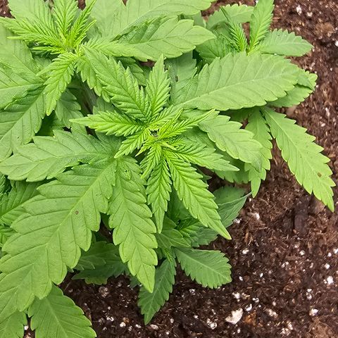 White widow  growlog timeline photo
