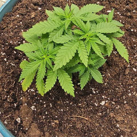 White widow  growlog timeline photo