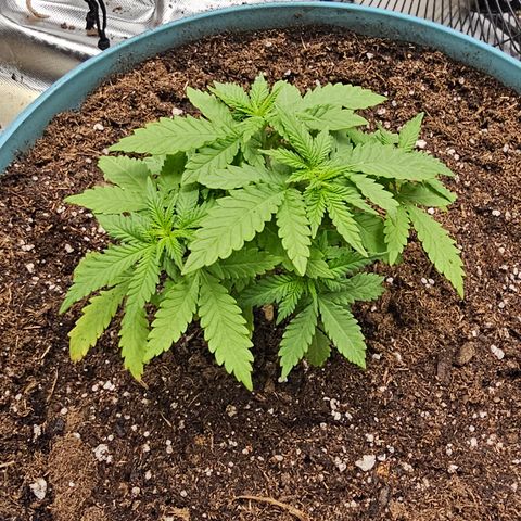 White widow  growlog timeline photo
