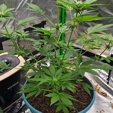 White widow  growlog timeline photo