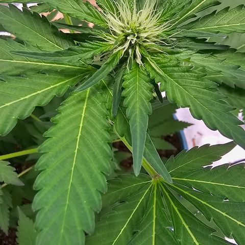 White widow  growlog timeline photo