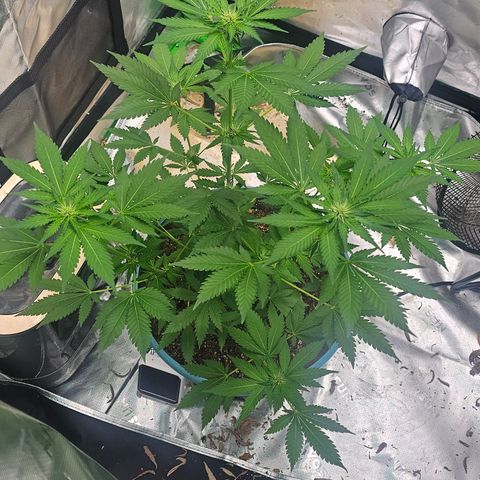 White widow  growlog timeline photo