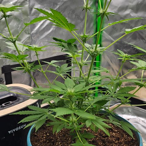White widow  growlog timeline photo
