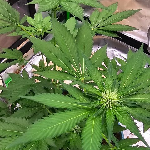 White widow  growlog timeline photo