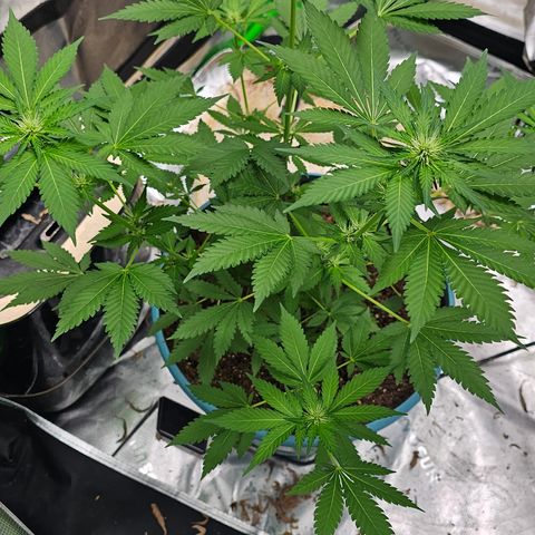 White widow  growlog timeline photo