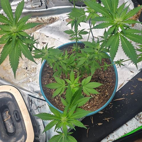 White widow  growlog timeline photo