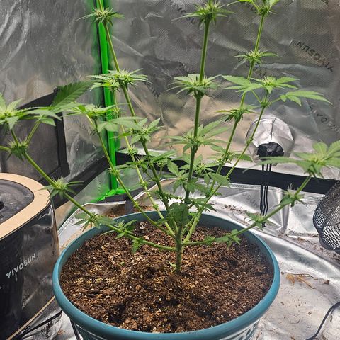 White widow  growlog timeline photo