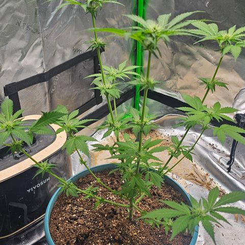 White widow  growlog timeline photo