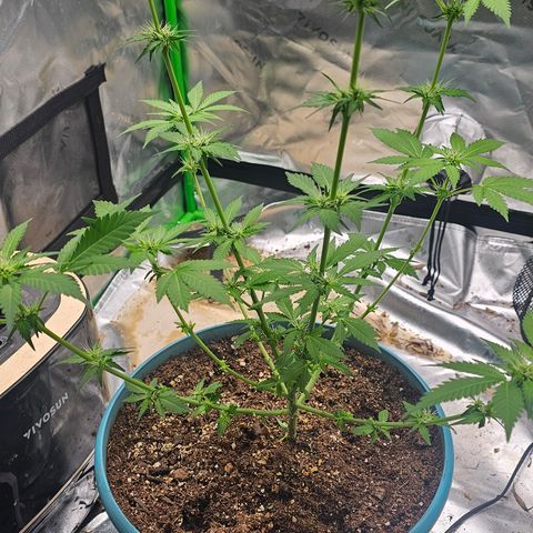 White widow  growlog timeline photo