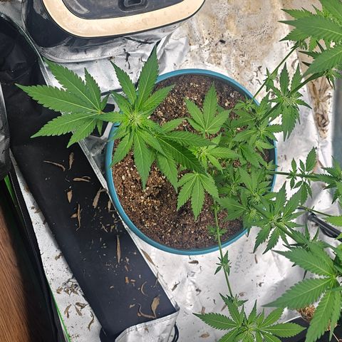 White widow  growlog timeline photo
