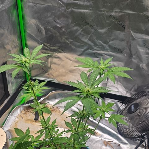 White widow  growlog timeline photo