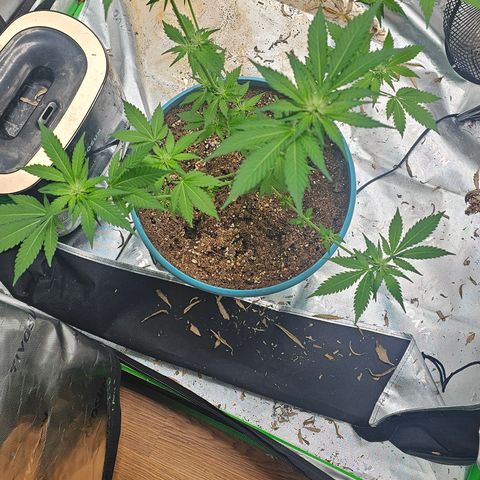 White widow  growlog timeline photo
