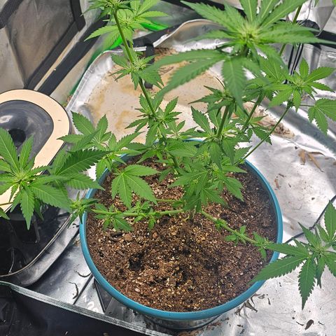 White widow  growlog timeline photo