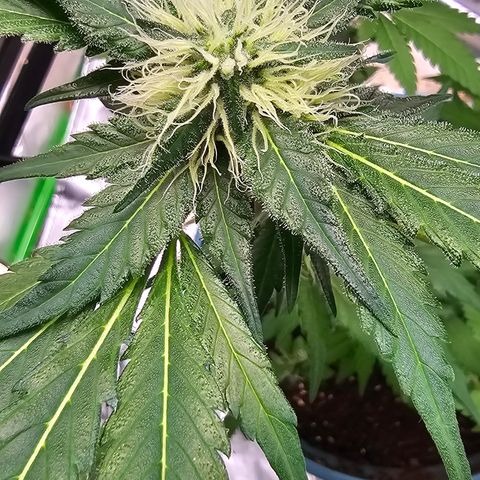 White widow  growlog timeline photo