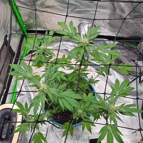 White widow  growlog timeline photo