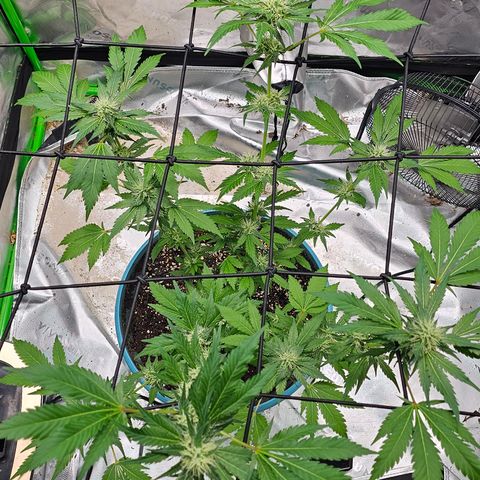 White widow  growlog timeline photo