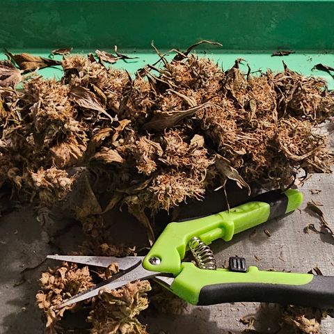 Gold Leaf growlog timeline photo