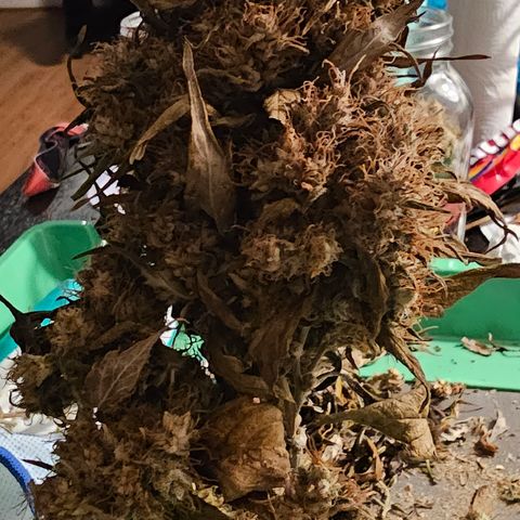 Gold Leaf growlog timeline photo