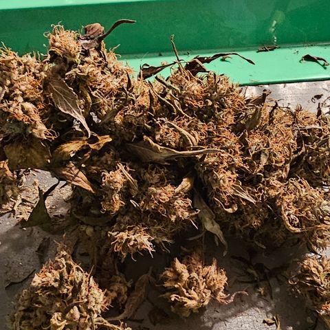 Gold Leaf growlog timeline photo