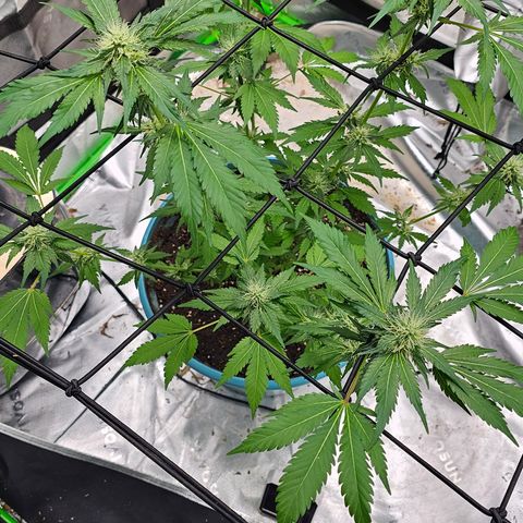 White widow  growlog timeline photo