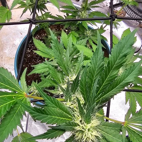 White widow  growlog timeline photo