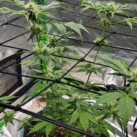 White widow  growlog timeline photo