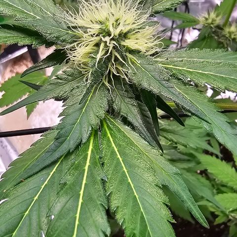 White widow  growlog timeline photo