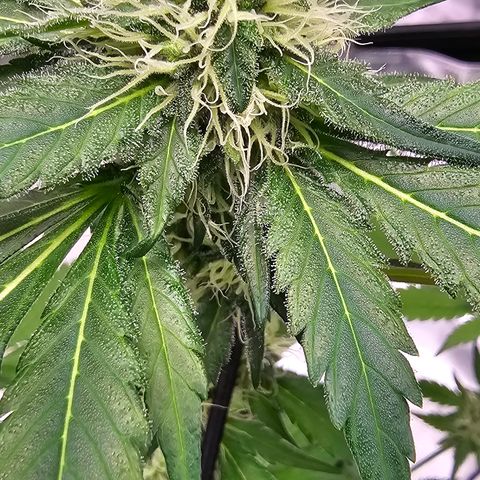 White widow  growlog timeline photo