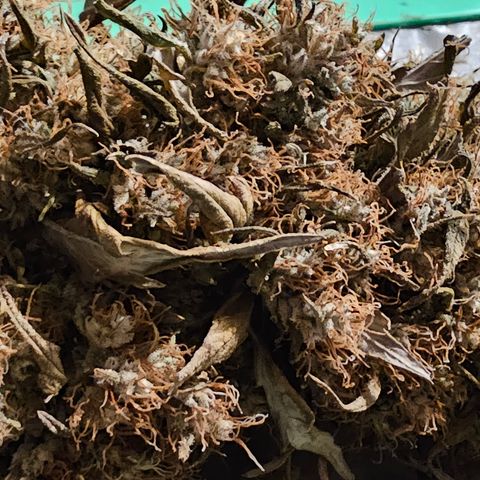 Gold Leaf growlog timeline photo