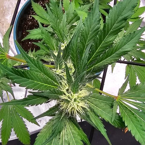White widow  growlog timeline photo