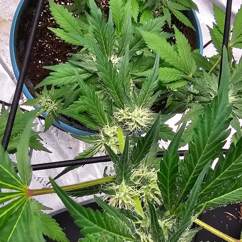 White widow  growlog timeline photo