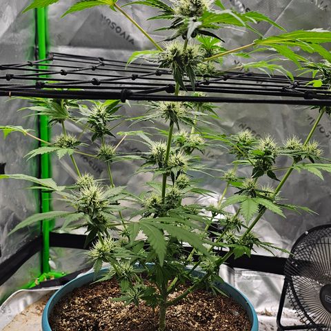 White widow  growlog timeline photo