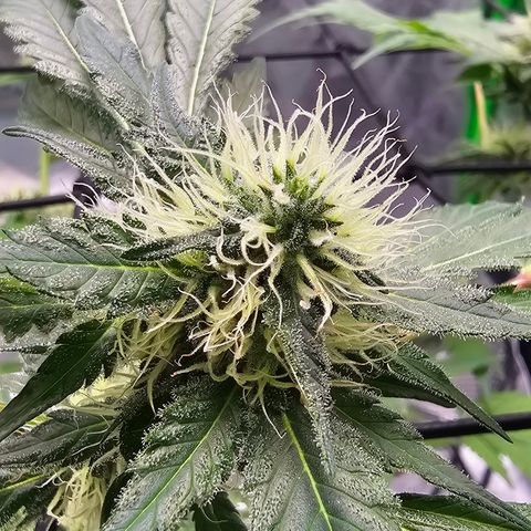 White widow  growlog timeline photo