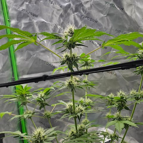 White widow  growlog timeline photo