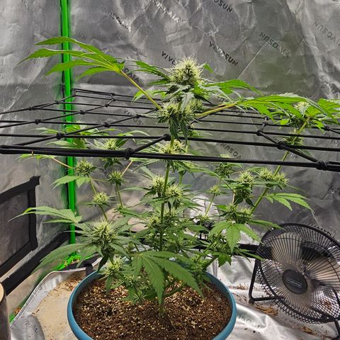 White widow  growlog timeline photo