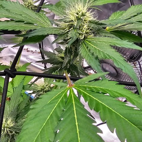 White widow  growlog timeline photo