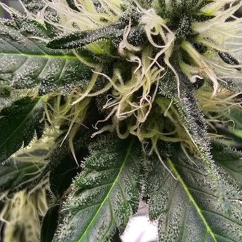White widow  growlog timeline photo