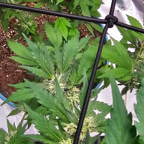 White widow  growlog timeline photo