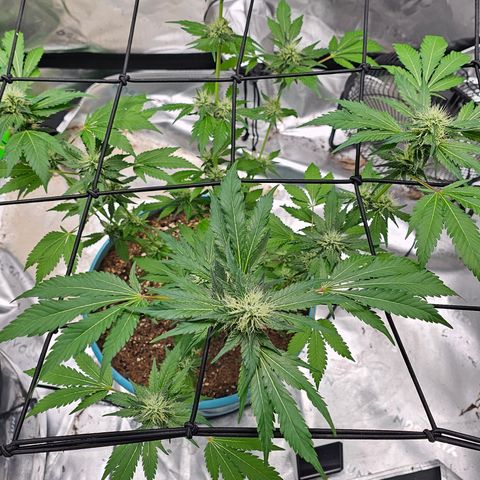 White widow  growlog timeline photo