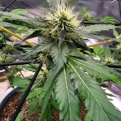 White widow  growlog timeline photo