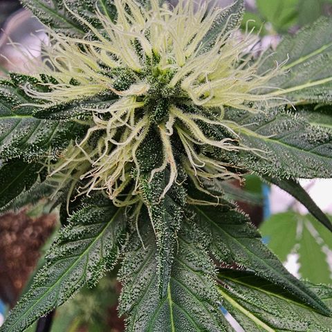 White widow  growlog timeline photo