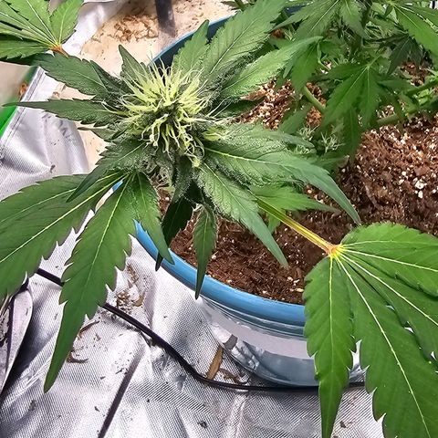 White widow  growlog timeline photo