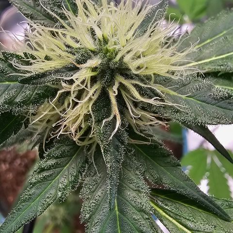 White widow  growlog timeline photo
