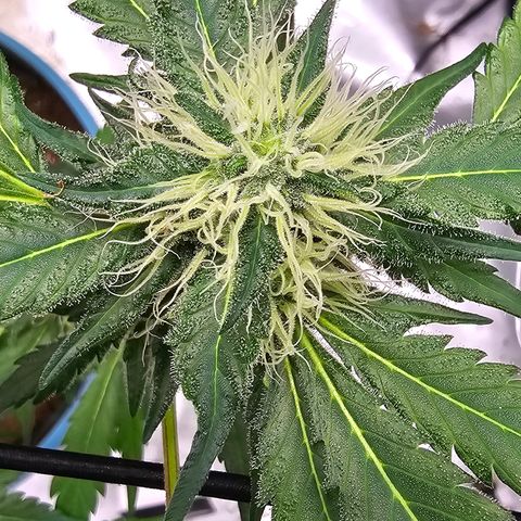White widow  growlog timeline photo