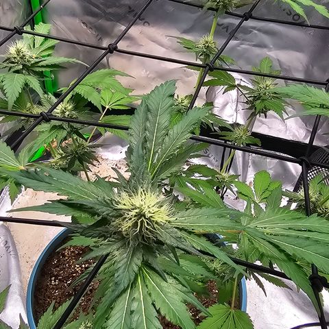 White widow  growlog timeline photo