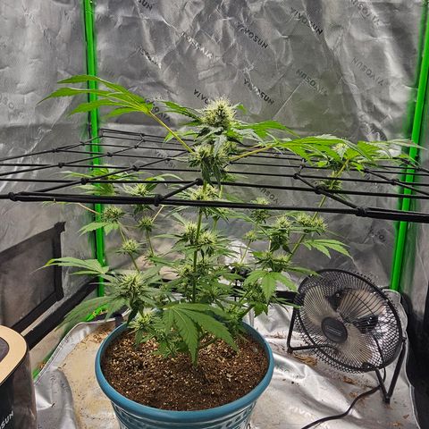White widow  growlog timeline photo