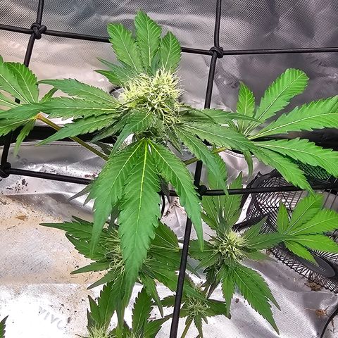 White widow  growlog timeline photo