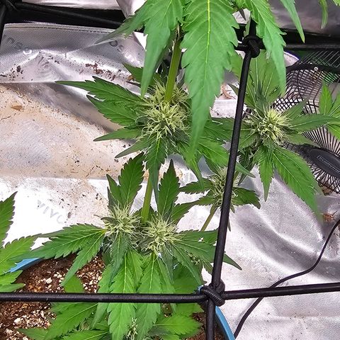 White widow  growlog timeline photo