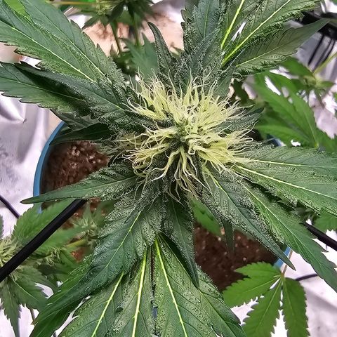 White widow  growlog timeline photo