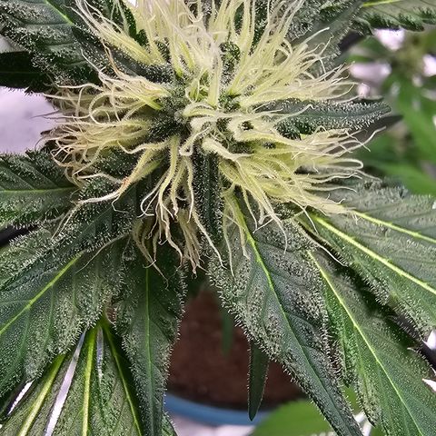 White widow  growlog timeline photo